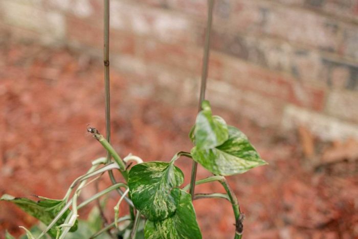 I encourage you to try these minimalist houseplant trellises if you want a moss pole alternative for your climbing plants.