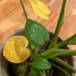 One of the most common issues monstera owners run into is their monstera leaves turning yellow. Luckily, this is a pretty easy issue to fix, especially if you catch it early.