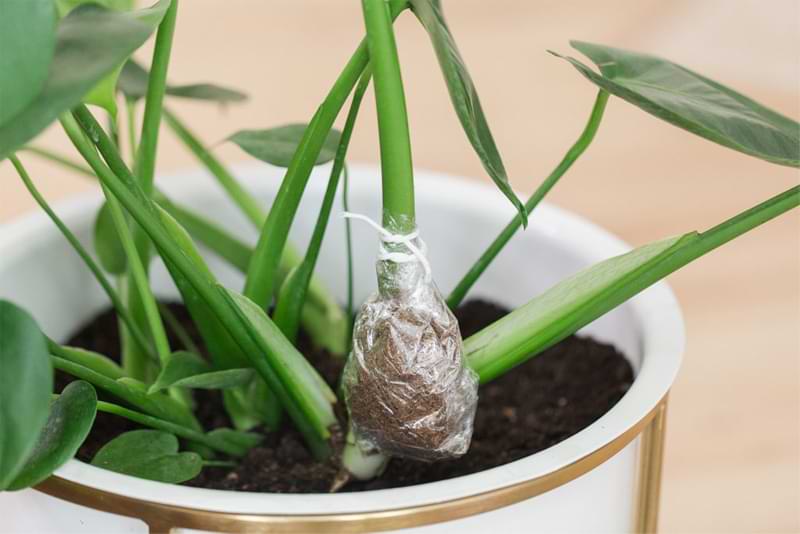 In this post, we'll show you how to propagate a monstera with seeds, roots, cuttings, and leaf nodes. Create new plants with propagation.