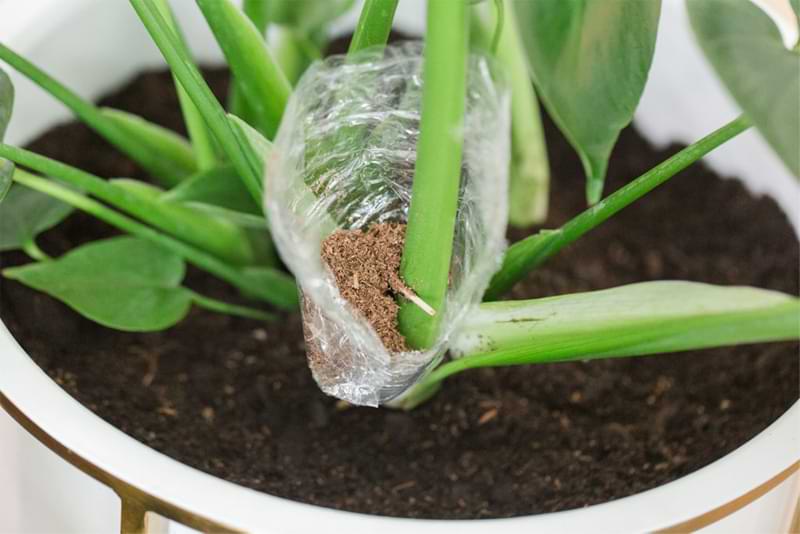 In this post, we'll show you how to propagate a monstera with seeds, roots, cuttings, and leaf nodes. Create new plants with propagation.