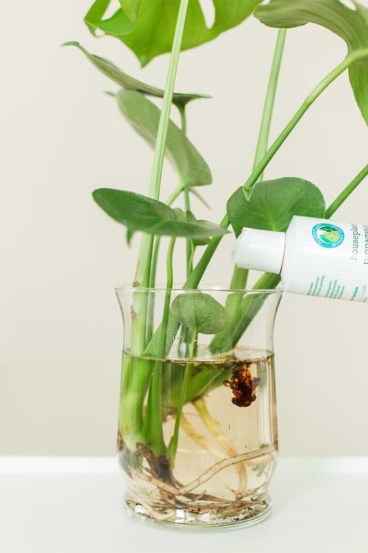 In this post, we'll show you how to propagate a monstera with seeds, roots, cuttings, and leaf nodes. Create new plants with propagation.