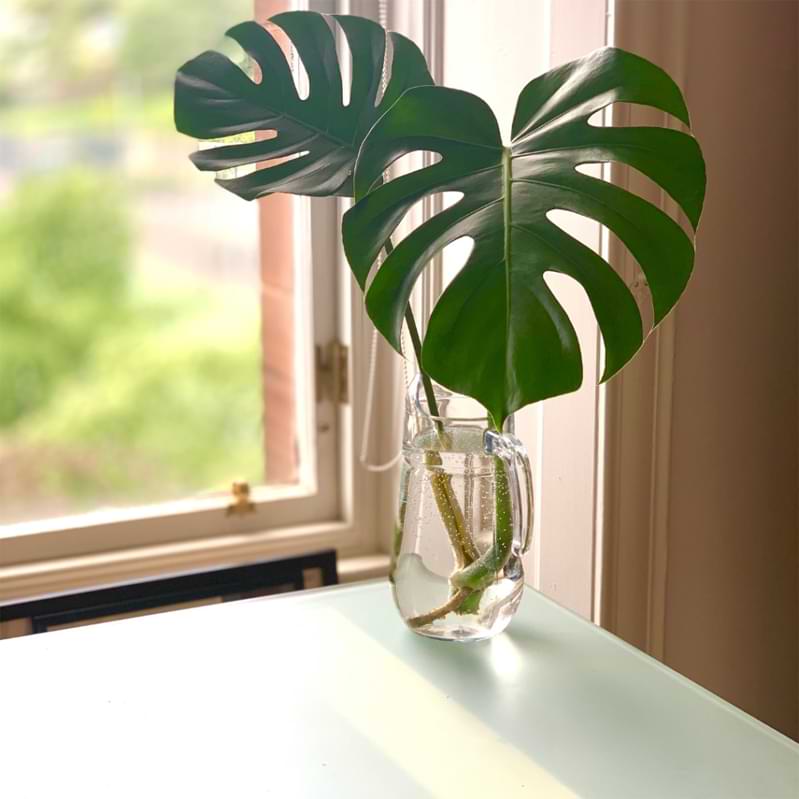 Here is the best way to care for monstera aerial roots, how to keep them healthy, and how to prevent them from taking over your plant's pot!