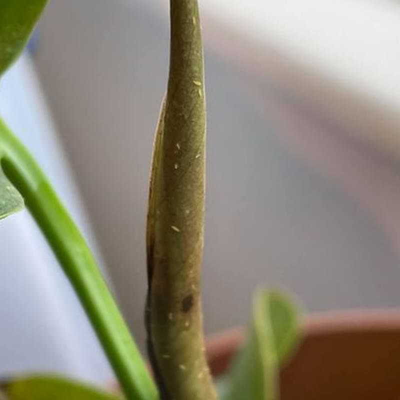 Thrips on monstera plants are especially persistent because they reproduce quickly and feed on the sap in your monstera’s leaves.