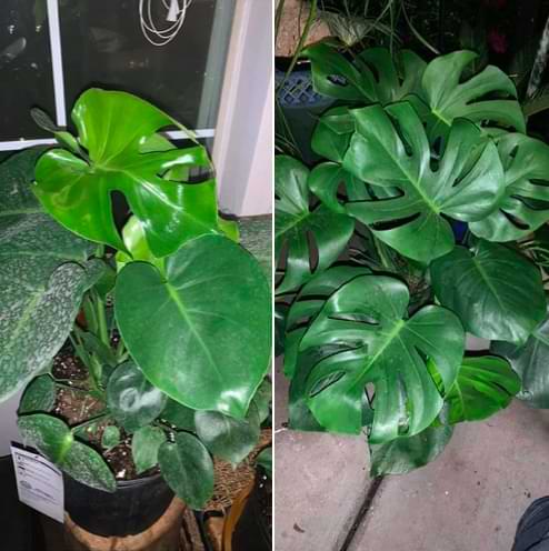 Monstera plants are known for growing quite large indoors and outdoors. But just how fast do monsteras grow indoors?