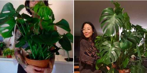 Monstera plants are known for growing quite large indoors and outdoors. But just how fast do monsteras grow indoors?