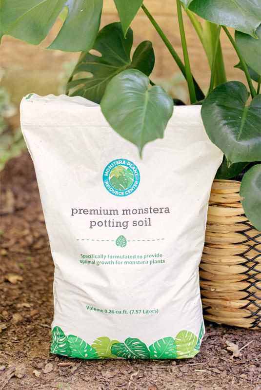 In this article, we’ll share everything you need to know about Monstera deliciosa plant care so you can grow a healthy plant.