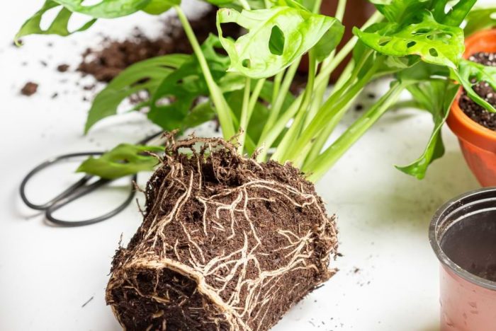 Monstera Stem Rot