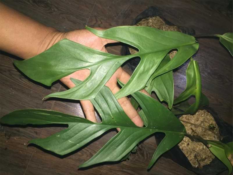 The Monstera spruceana is a beautiful plant that can add some green to your home. But, you need to know how to take care of it!