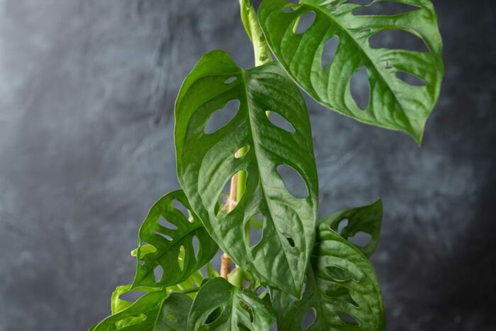 Training climbing monstera adansoniii can be tricky, so we’ve compiled some basic information to help you train this beautiful house plant.