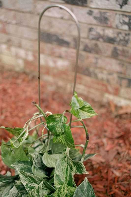 I encourage you to try these minimalist houseplant trellises if you want a moss pole alternative for your climbing plants.