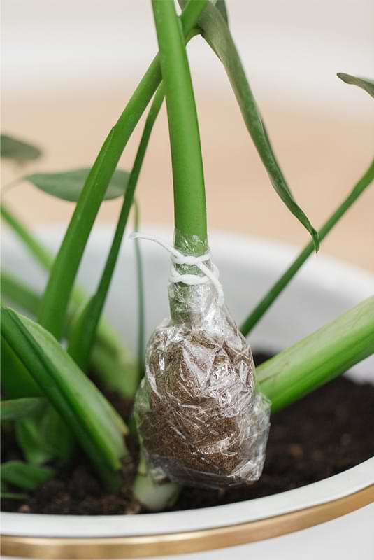 Before you begin, it's important to have all the supplies you'll need on hand for propagating Monstera in water