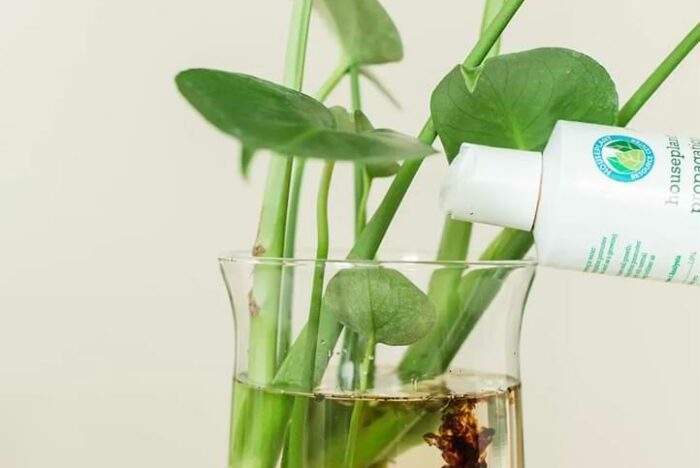 Monstera Propagation