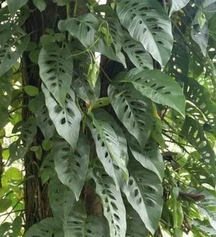 Monstera Laniata vs Adansonii are two plants that have a similar appearance. This makes its challenging to tell them apart.