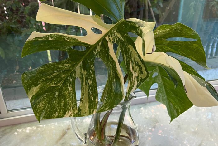 Monstear Albo Water Propagation