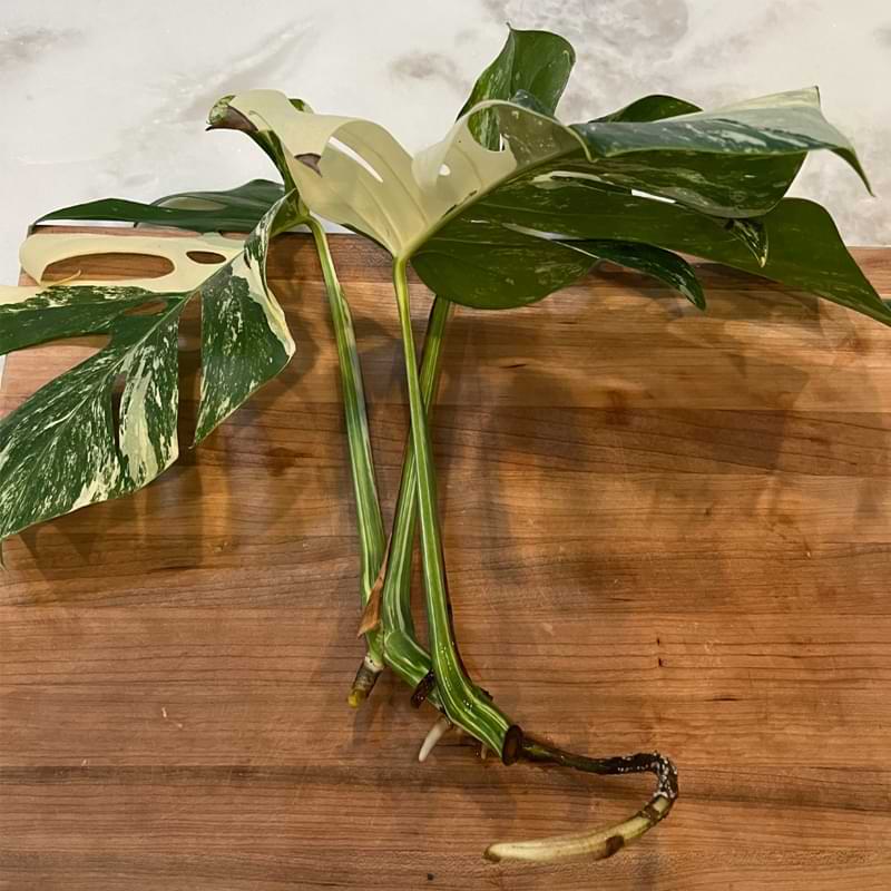 Tired of the guesswork that comes with growing houseplants? Learn the ins and outs of propagating monstera albo in this comprehensive guide.