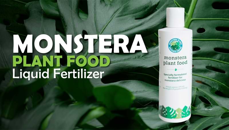 monstera plant food