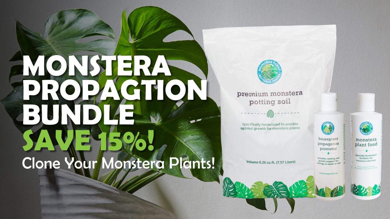 Monstera-Propagation-Bundle