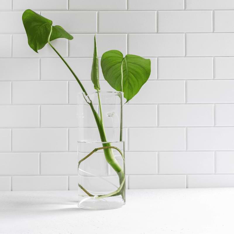 Have you ever wondered about growing Monstera in water, so you can enjoy the look of the roots too? Let's find out if this is successful.
