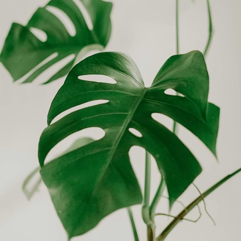 Has your Monstera become long, spindly, or weak looking? Read our guide to learn what’s causing leggy Monstera growth and how to fix it fast.