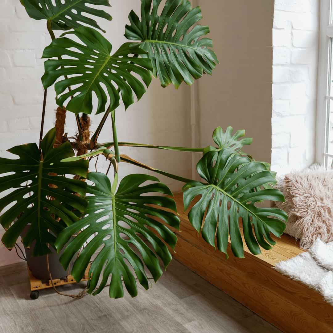 Has your Monstera become long, spindly, or weak looking? Read our guide to learn what’s causing leggy Monstera growth and how to fix it fast.